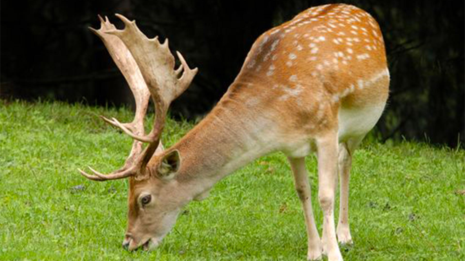 Junhac Vallée des Daims